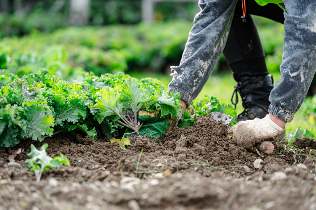 Исследователи Сириуса создают модель экологичного благоустройства и озеленения городов