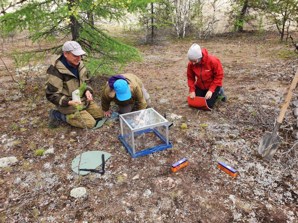 Ученые оценили изменения в почвах Арктики после восстановления растительности